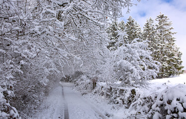 Christmas background with white trees covered with snow .
