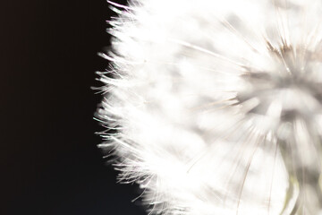 Dandelion macro background. Naturalistic background with dandelion flower blossom in wildlife. ephemeral and transient concept image.