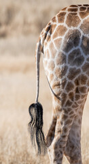 Giraffe Tail