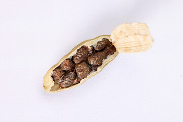 Cardamom fragrant spice seed closeup macro on white background