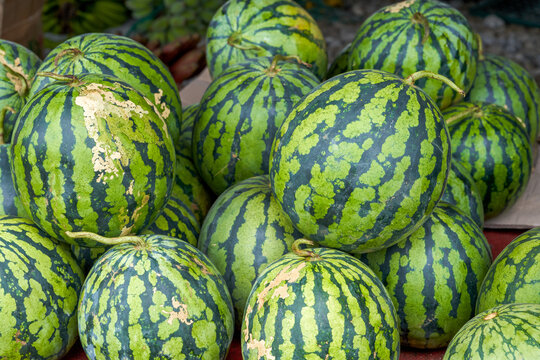 Ripe big watermelon close-up on the summer market
