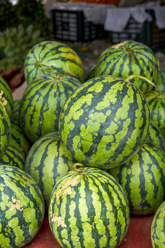 Ripe big watermelon close-up on the summer market