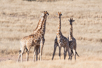 Giraffe Group © Cathy Withers-Clarke