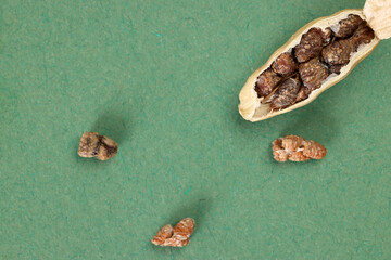 Cardamom fragrant spice seed closeup macro on green paper background