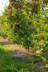 Lovely apple orchard in Autumn Fall with ripe fruit