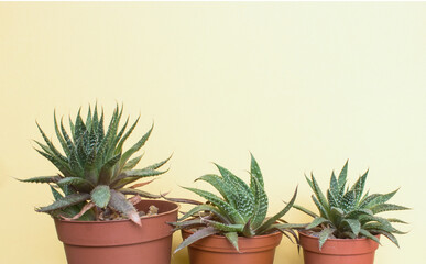Three different aloe succulents in different pots