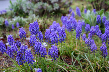 ムスカリのブドウの実のような紫の小さな花