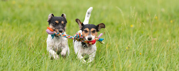 Two dogs run and play with a ball in a meadow. A young cute Jack Russell Terrier puppy with her...