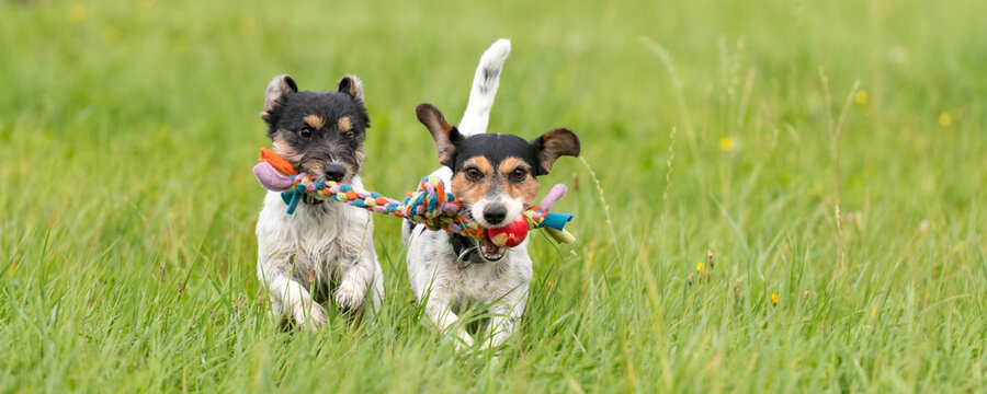 Two dogs run and play with a ball in a meadow. A young cute Jack Russell Terrier puppy with her bitch