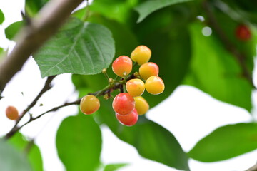 The cherry trees on the farm ripen into cherries in summer