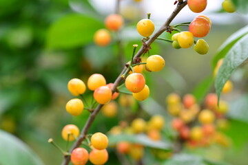 The cherry trees on the farm ripen into cherries in summer