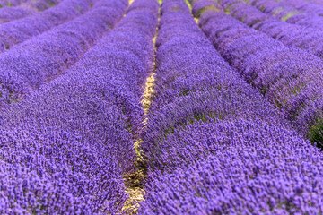 Obraz na płótnie Canvas Lavender fields in bloom in Provence.