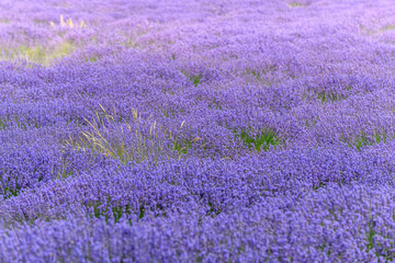 Plakat Lavender fields in bloom in Provence.