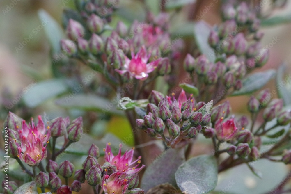 Sticker Close-up of a Sedum Sun Sparkler 'Sedoro Blue Elf', with several open flowers and many buds