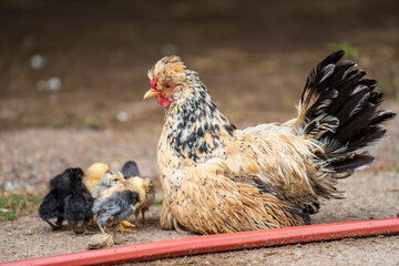 hen with her newly hatched chicks