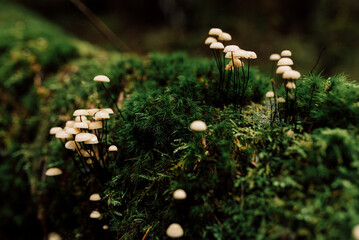 Marasmius rotula or Pinwheel Mushrooms Growing on Log and Green Moss on a Forested Trail in the Great Smoky Mountains National Park, North Carolina
