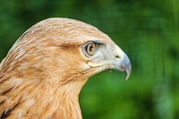 An extrem Peregrine Falcon birds are the fastest animals in the world.