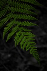 Green fern leaves black background. Vibrant green foliage. Tropical leaf. Exotic forest plant. Botany concept. Ferns jungles close up. jungle atmosphere and calm zen meditation