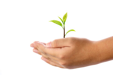 Human hand holding young plant isolated on white background, use for the concept of environmental conservation and saving the world.