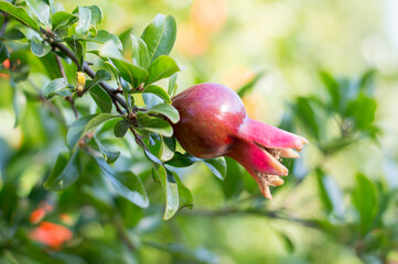 Blooming red pomegranate hanging on a tree, among green leaves on a blurred background, garden