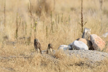 Burrowing owls on Antelope Island Utah