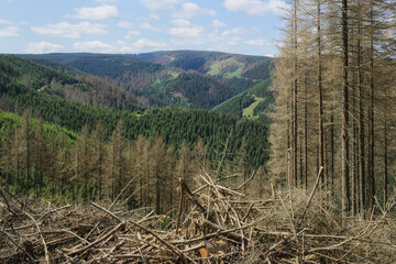 Harz - Waldschäden mit Totholz, Niedersachsen, Deutschland, Europa