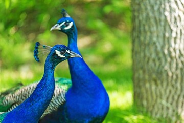 Beautiful colored Peacocks in a green Garden