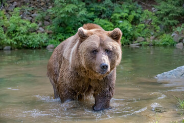 Fototapeta na wymiar Brown bear among the green forest