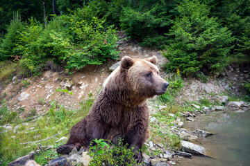 Brown bear among the green forest
