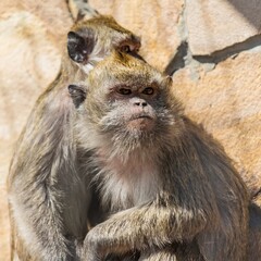 Baboons in Zoo