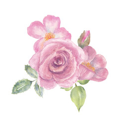Pink roses on white background, watercolor hand drawn
