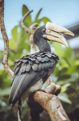 Hornbill