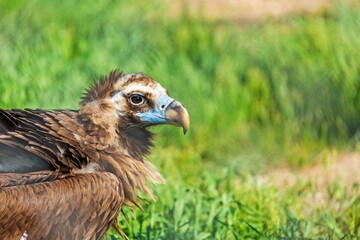 Griffon bird standing on a rock overseeing his territory