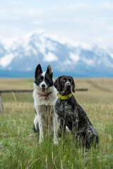 Two dogs of the traveler sit against the background of mountain peaks. Hunting dogs on a trip.