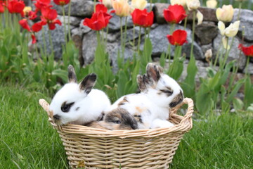 a small pile of fur from rabbits in a wicker basket, tulips in the background
