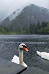 swan on lake on the background of mountains with forest
