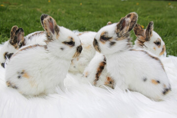 two young white rabbits as lovers, in the background more rabbits