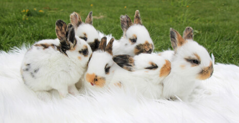 young white rabbits on a white blanket in green grass