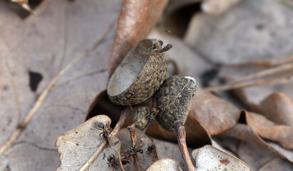 Closeup view of a couple of ants walking on the fallen dry leaves on the ground