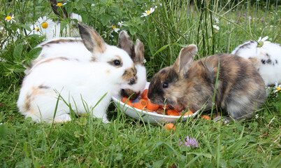 rabbits eating carrots from a plate, green grass and flowers in the background 