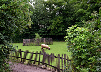 allein auf der Wiese