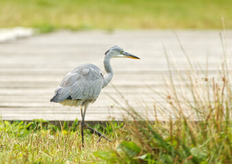 Ardea cinerea, grey heron walking on the lake shore. Great heron fishing in the morning sun in the reeds on the shore of the pond.