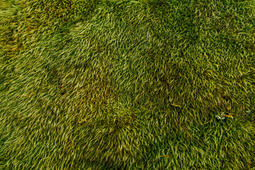 Lush, Soft, Green Mossy Texture in the Smoky Mountains, North Carolina