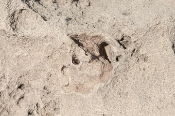 the sea coast in the form of bottom sediments flooded with seawater with the formation of salt...
