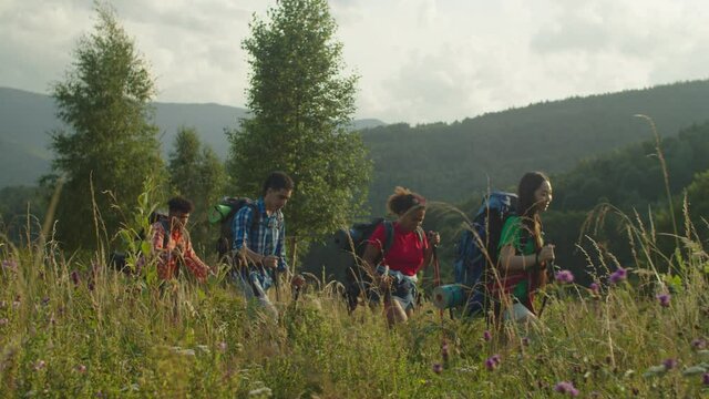 Group of positive attractive diverse multiracial backpackers with hiking poles walking through blooming green mountain meadow, enjoying recreation and freedom at sunset during adventure trek.