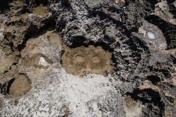 the sea coast in the form of bottom sediments flooded with seawater with the formation of salt...