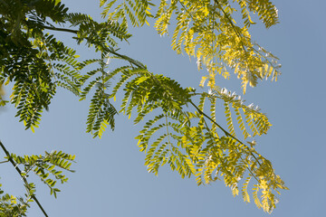 honey locust tree branches against a blue sky in summer