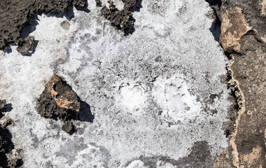 the sea coast in the form of bottom sediments flooded with seawater with the formation of salt...