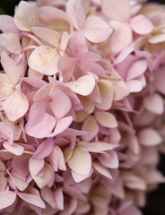 pink hydrangea flower