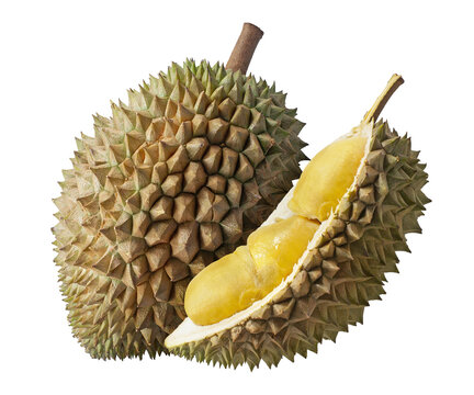 10,727 BEST Durian Tree IMAGES, STOCK PHOTOS u0026 VECTORS  Adobe Stock